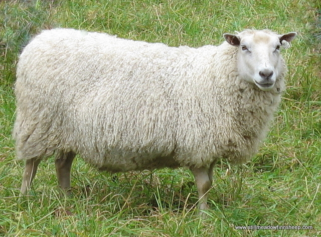 Finnsheep Ewe